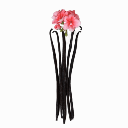Dark Bourbon vanilla beans topped with pink flowers for high-quality organic and conventional products and natural health.