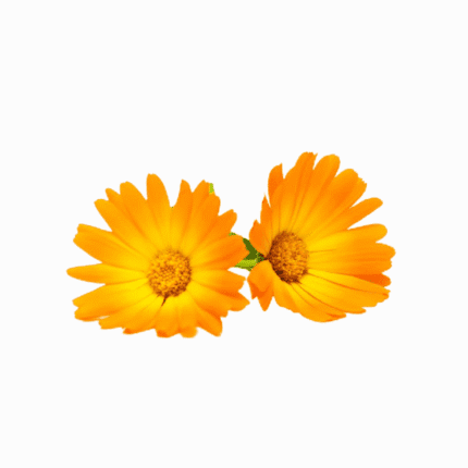Bright orange calendula flowers for natural health, part of our high-quality organic and conventional products range.
