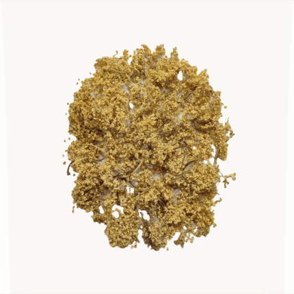 White elderberry flower clusters for organic products, promoting a natural health and wellness lifestyle.