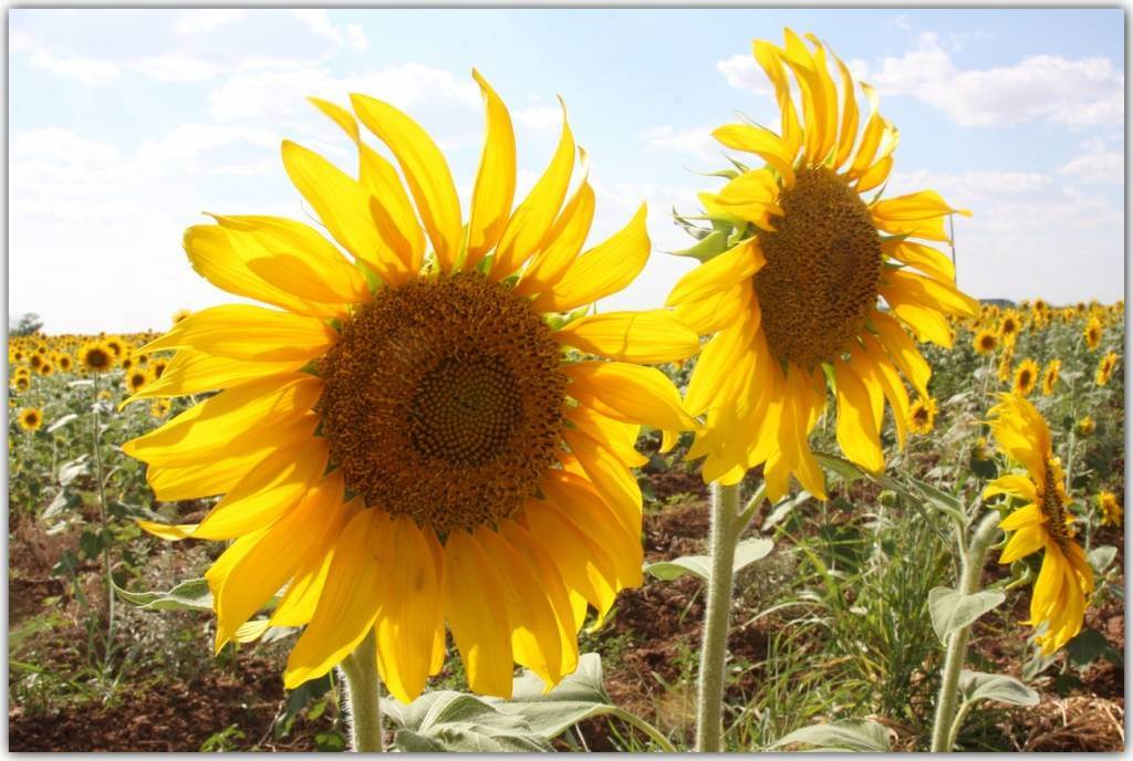 sunflowers 3485120 1280