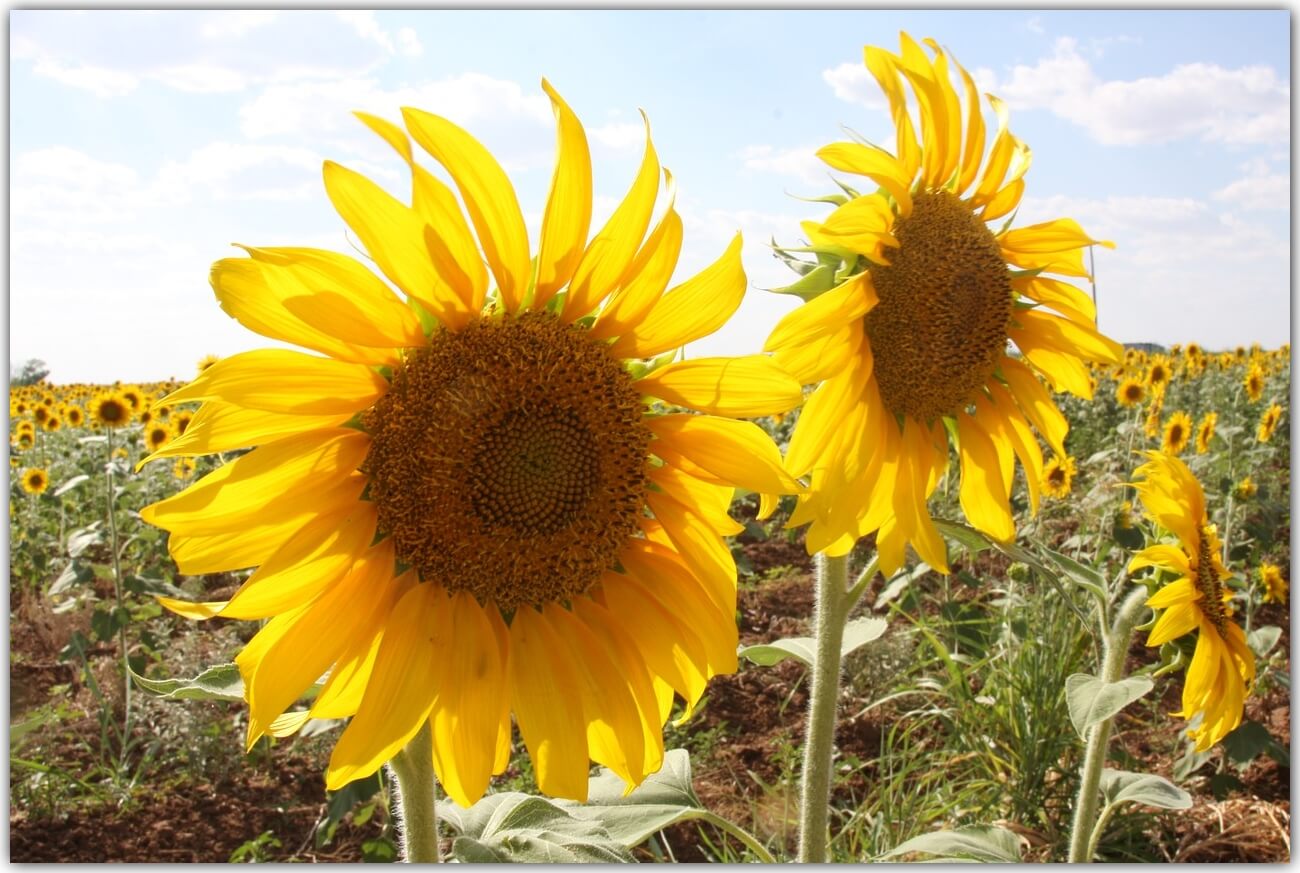 sunflowers 3485120 1280