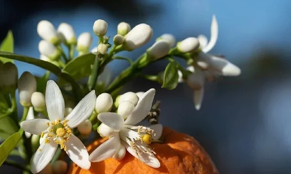 zitrusblüten