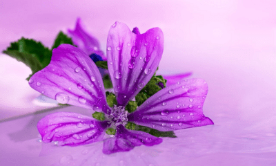 Purple mallow blossom with water droplets, representing high-quality organic products and a natural health wellness lifestyle.