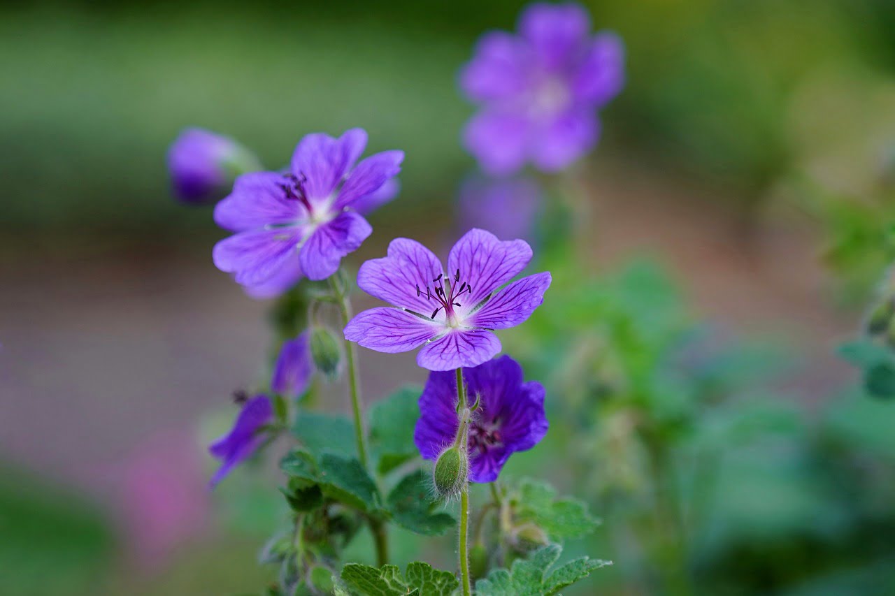 mallow