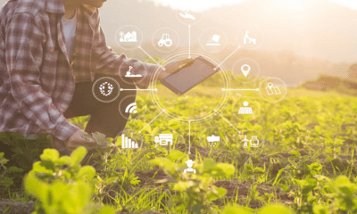 Person using a tablet in a sunlit field, representing high-quality organic products and a modern wellness lifestyle.
