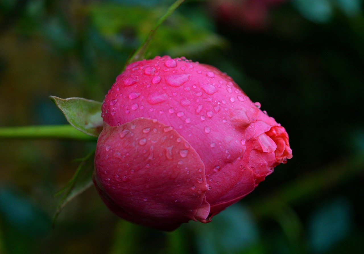 rosebuds - Rose