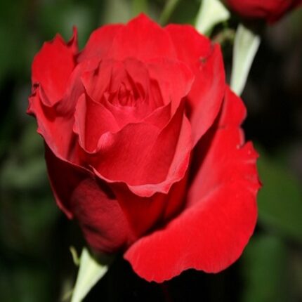 Rote Rosenblätter