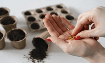 Hand holding easy-to-grow seeds over peat pots, featuring high-quality organic products for a natural wellness lifestyle.