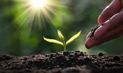 Hand nurturing a green sprout in sunlit soil, representing high-quality organic products and a natural wellness lifestyle.