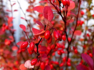 Vibrant red barberries on a branch, highlighting high-quality organic products for a natural health and wellness lifestyle.
