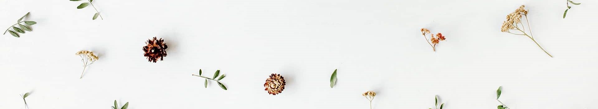 Scattered pine cones and dried herbs on a white background for organic products and natural wellness.
