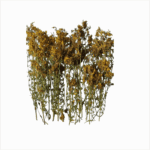 Dried St. John's wort herb stems for organic products, promoting a natural health and wellness lifestyle.