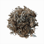 Dried Iceland Moss used in organic products for a natural health wellness lifestyle.
