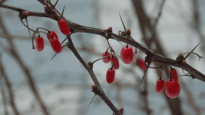 Ripe red barberries on a branch, showcasing natural health ingredients for an organic wellness lifestyle.
