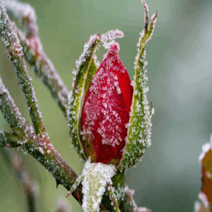 Frosted red rose bud on a winter morning, symbolizing natural health and an organic wellness lifestyle.