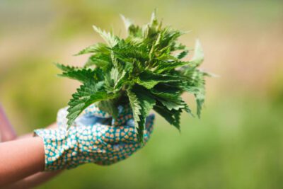 Fresh green nettle leaves on wood, a nutrient-rich organic product for a natural health and wellness lifestyle.