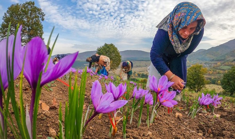 Saffron harvest in east of Iran
